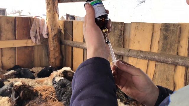 Обработка овец перед пастбищем смотреть онлайн