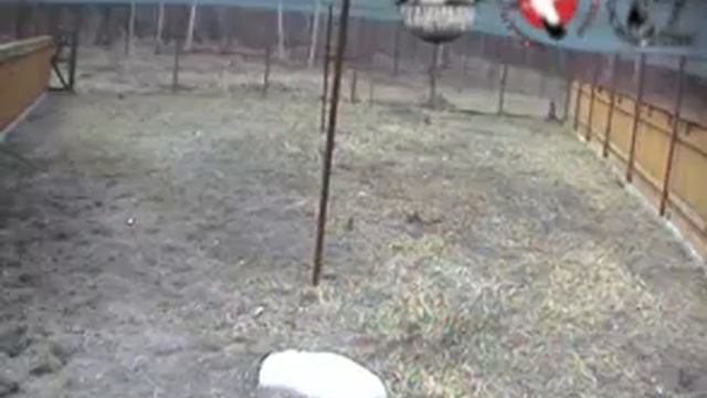 Унисональные крики стерхов смотреть онлайн