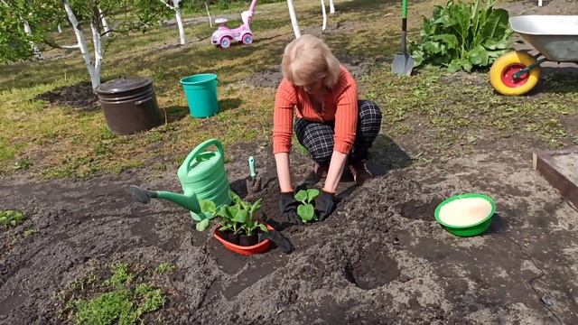 БАКЛАЖАНЫ. Как посадить рассаду баклажан. ПОСАДКА БАКЛАЖАН В ОТКРЫТЫЙ ГРУНТ смотреть онлайн