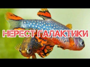 РАЗВЕДЕНИЕ МИКРОРАСБОРЫ ГАЛАКТИКИ.