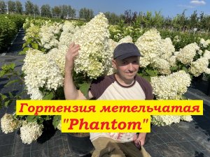 Гортензия метельчатая Фантом Hydrangea paniculata Phantom