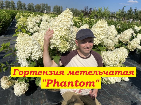 Гортензия метельчатая Фантом Hydrangea paniculata Phantom