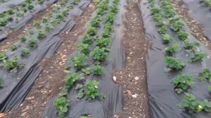 Развиваем куст клубники Мурано