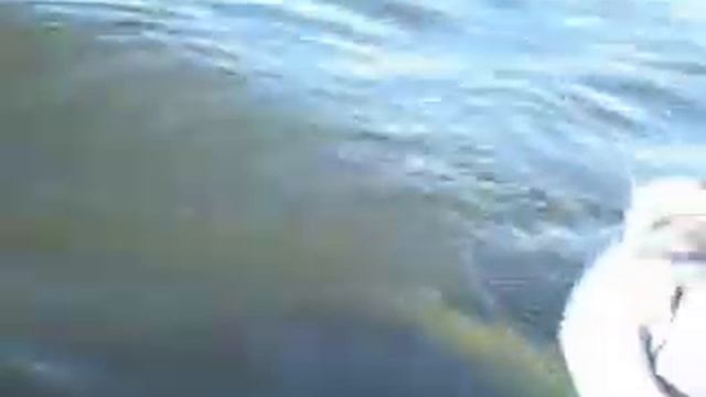 Ловля сома на квок. Волгоградское водохранилище. Вываживание. смотреть онлайн