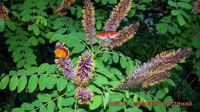 Аморфа кустарниковая (amorpha fruticosa) ? кустарниковая аморфа обзор: как сажать, саженцы аморфы смотреть онлайн
