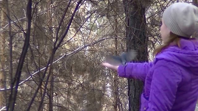 Весна. Март. Окрестности Первомайска. Бывший профилакторий. Птички). смотреть онлайн