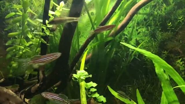 Нерест? Сиамские водорослиеды смотреть онлайн