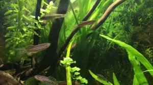 Нерест? Сиамские водорослиеды