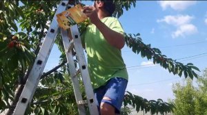 Борьба с вишнёвой мухой.