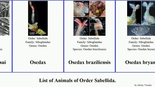 List of Animals of Order Sabellida. osedax notaulax bispira lamellibrachia sabellastarte protula смотреть онлайн