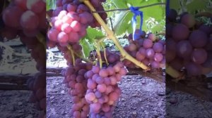 Какой мускатный сорт столового винограда самый лучший?