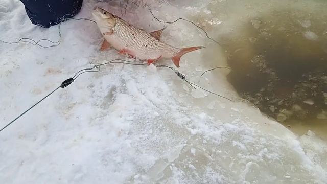 Такова не кто не мог ожидать,Ловля рыбы сетями, хороший улов) смотреть онлайн