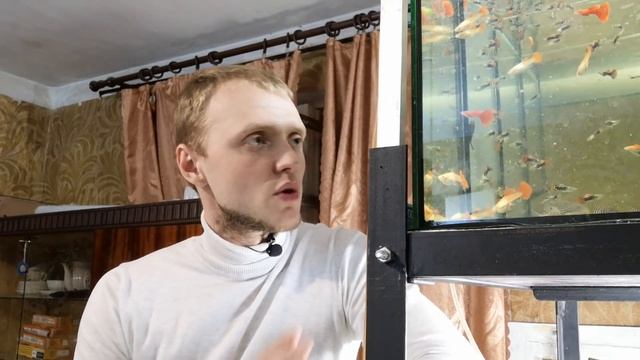 Открыл для себя НОВЫЙ корм! Мясо артемии! смотреть онлайн