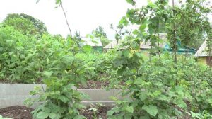 Ежемалина Сильван