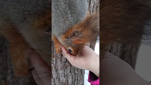 Белка ест семечки с детской ладошки / Squirrel eats seeds from a child's palm смотреть онлайн