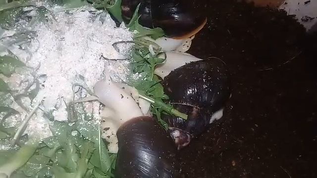 Как дела у моих улиток?//уже были кладки?//белый налёт на ракушках?!//разговорное видео! смотреть онлайн