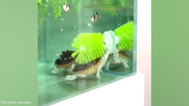 Подборка видео со смешными собаками, котами и не только