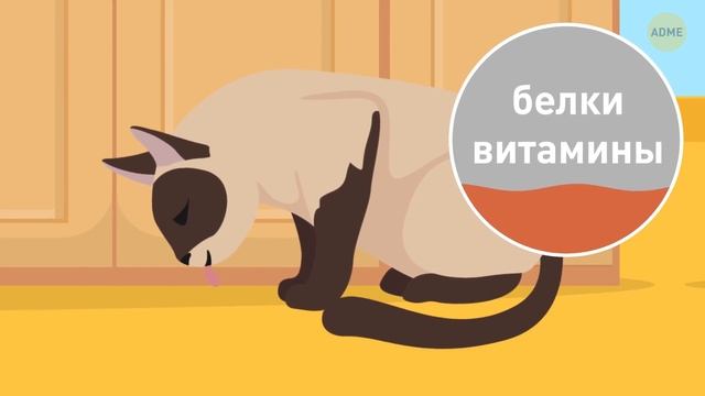 Почему кошки и собаки не могут есть шоколад или другие продукты? смотреть онлайн