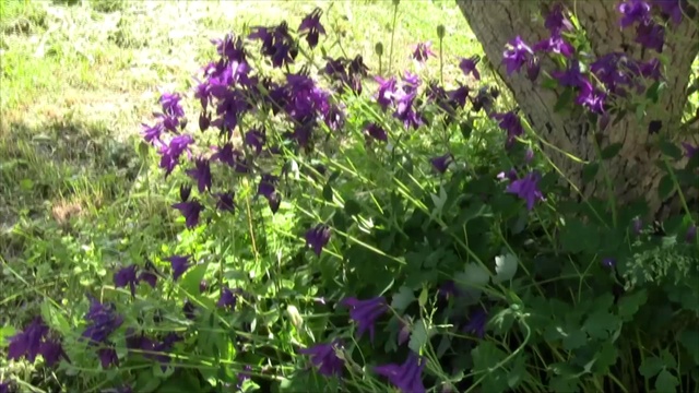 #Цветы июня в моём саду смотреть онлайн