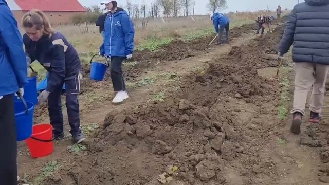 Станица Тамань Высаживаем Канадский тополь смотреть онлайн