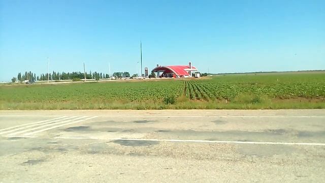 Пчела гудит на лохе узколистном.Мои медоносные угодья. смотреть онлайн