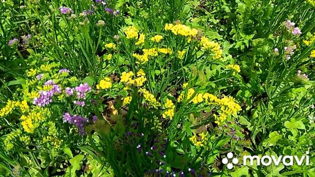 Статица (Кермек). Обзор во время цветения. смотреть онлайн