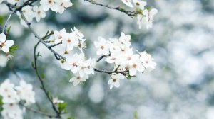 Слива Цветёт. Сакура Цветёт! Весеннее цветение. Цветение сливы | Футажи красивая природа [4K]