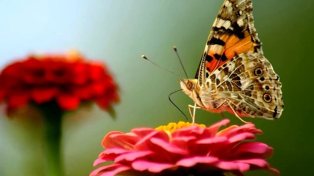 Тренинг по Sony Vegas PRO День 4. СлайдШоу в мире животных смотреть онлайн