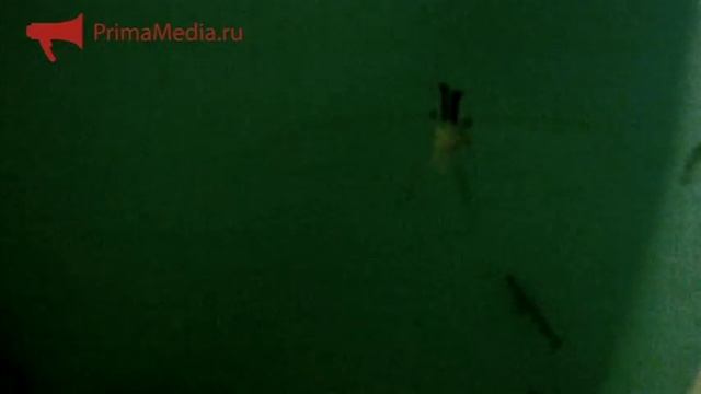 Открытие завода по выращиванию трепанга смотреть онлайн