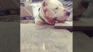 Dogo argentino vs rottweiler Аргентинский дог 阿根廷杜高