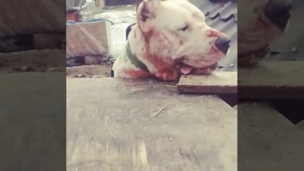 Dogo argentino vs rottweiler Аргентинский дог 阿根廷杜高