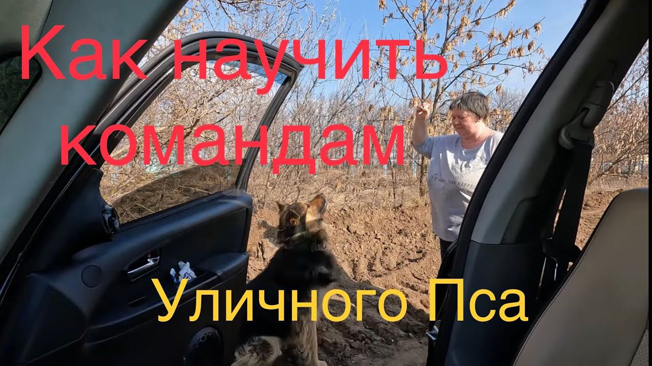 Чуть не Забрали уличного Пса мы не можем без собак Трешь видео смотреть онлайн