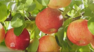 Реклама Фруктовый сад - Вкусный от природы (2019 год)