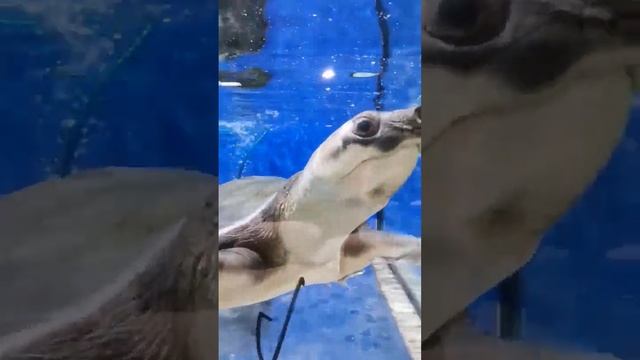 Двухкоготная Свинорылая Черепаха смотреть онлайн