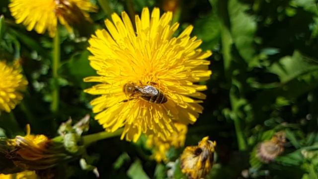 Пчелы на поляне из одуванчиков смотреть онлайн