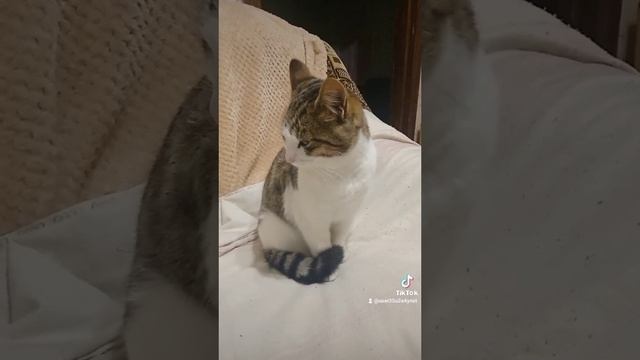 2023-12-07-062559704.mp4