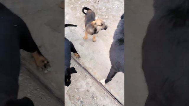 кому нужен щенок Краснодар смотреть онлайн