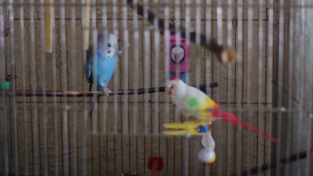 Попугай в стиле Ленинград