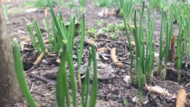 Полейте этим чеснок весной для хорошего урожая! Супер средство для чеснока! смотреть онлайн