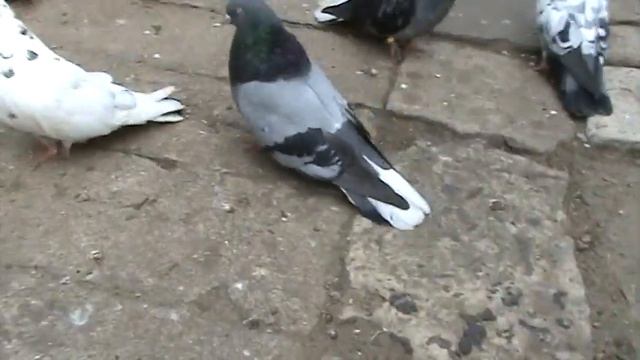 Пока голуби не летают, можно малёхо по дискутировать! смотреть онлайн