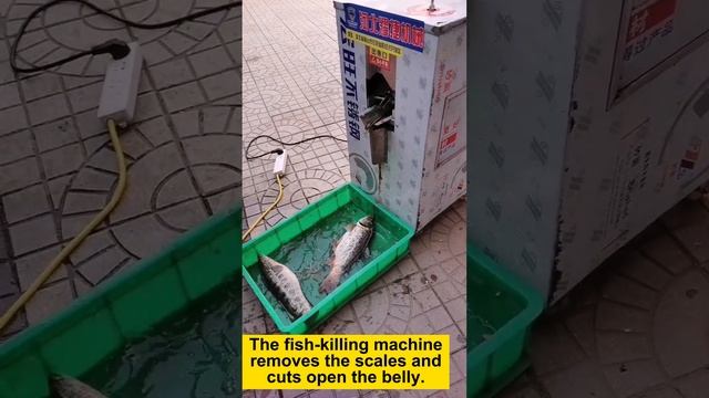 Eruis Automatic Fish-killing Machine Frees Your Hands смотреть онлайн