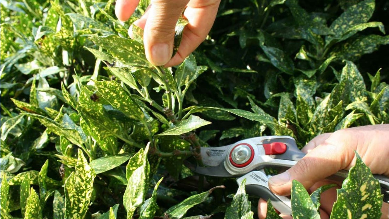 Размножение аукубы японской в домашних условиях листом или черенками, как посадить отросток смотреть онлайн