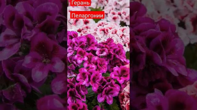 Герань/Пеларгония сад. огород. дача. цветы. растения смотреть онлайн