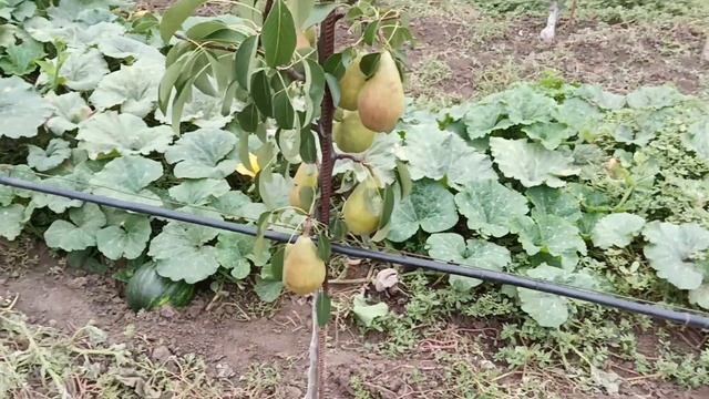 Груша сорту "Вересневе Дево" в моєму домашньому саду. 10 вересня 2022 року. смотреть онлайн