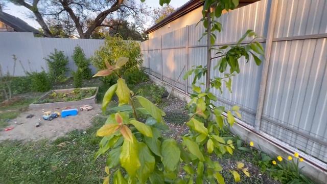 Растёт не все, но многое на нашем участке Земля иссушается ветром Все надо мульчировать