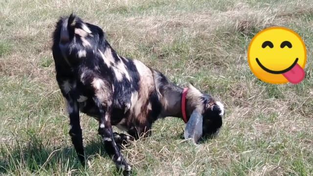 Свой козёл в стаде смотреть онлайн