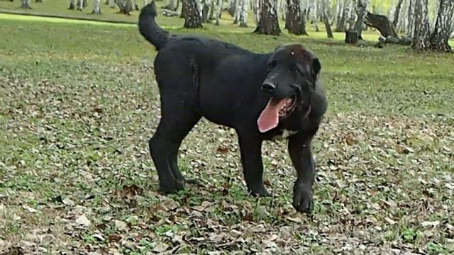 Щенки АЛАБАЯ в питомнике "ТААЖЫДАР" (Башкирия). ПРОДАЖА.+ 7 996 231 65 36 вайбер, ватсап. смотреть онлайн