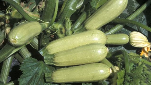 лучшие сорта кабачков || лучшие сорта кабачков +для открытого грунта смотреть онлайн