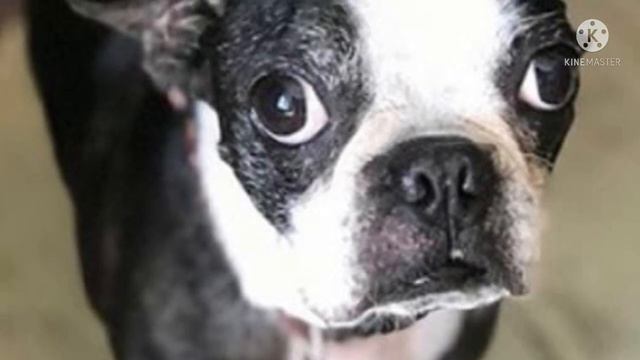 Её использовали только для разведения щенков… Она умела только рожать и не знала человеческой любви смотреть онлайн