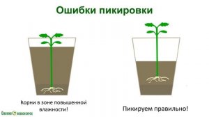 Выращивание РАССАДЫ от А до Я. Видеолекция